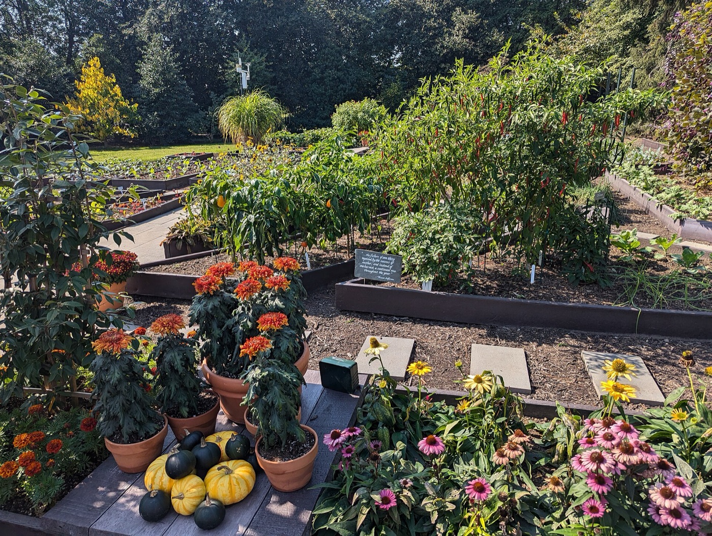 A well-kept kitchen garden — start with a few beds you can comfortably tend.
