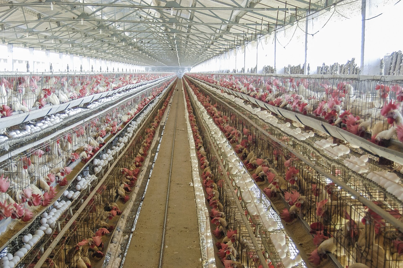 A layer poultry farm in Namakkal, Tamil Nadu — India's poultry hub.