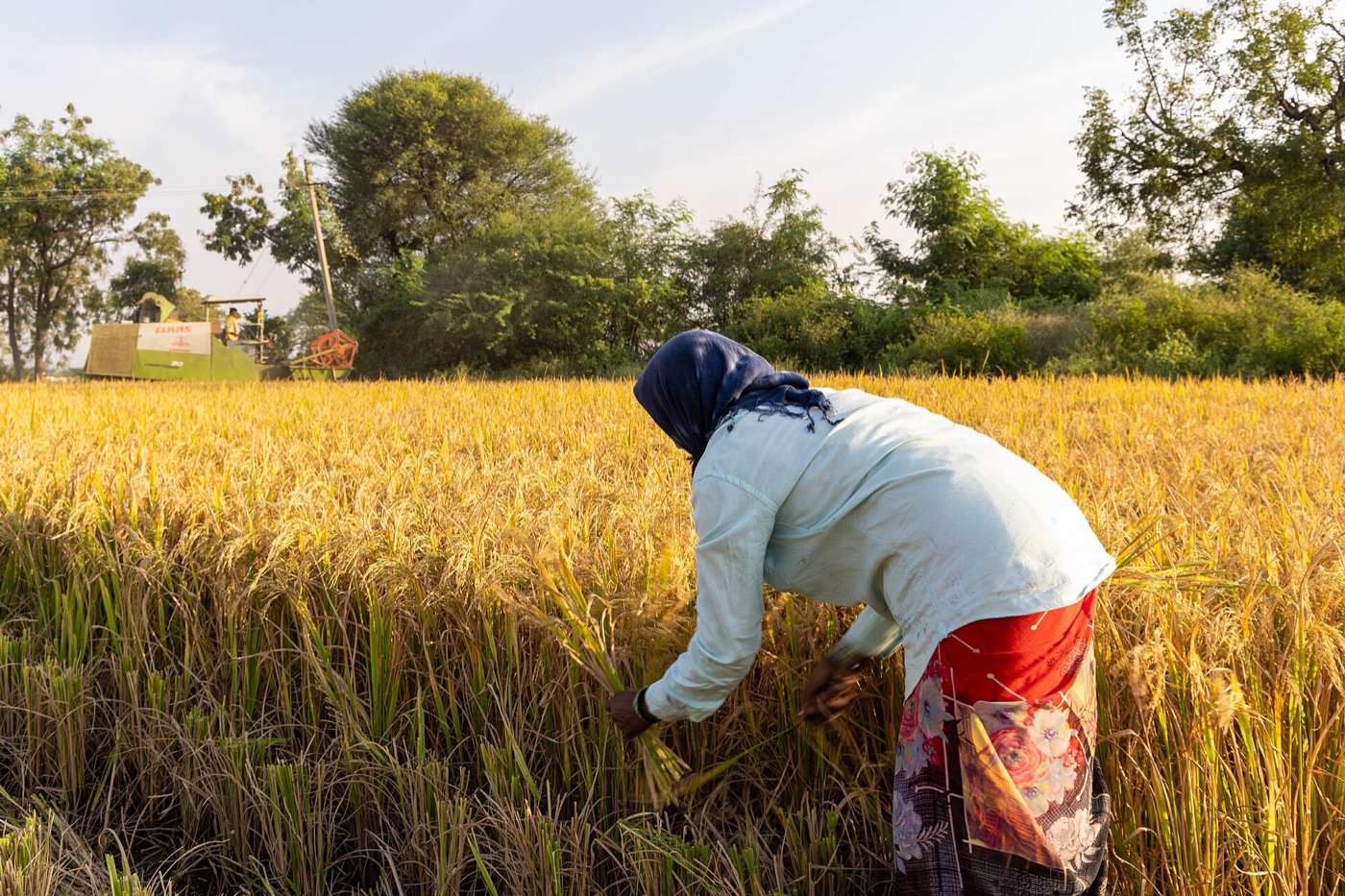 A farmer harvesting rice by hand in Karnataka — experience an AI companion can help organise, not replace.