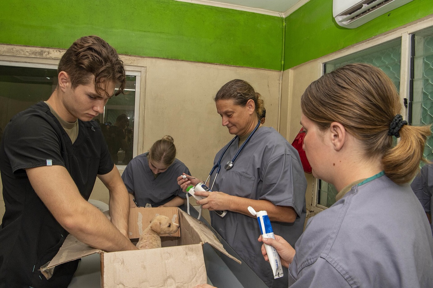 A veterinary team caring for livestock — find animal-health help near you.